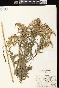 Solidago canadensis var. scabra image