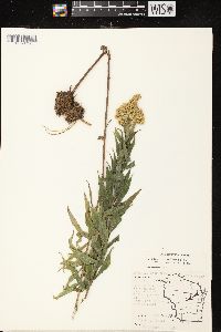 Solidago canadensis var. scabra image