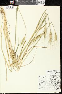 Triticum aestivum image