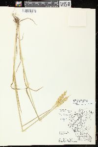 Triticum aestivum image