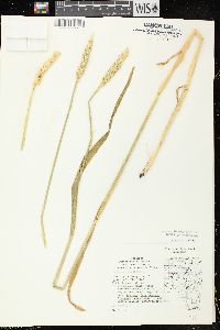 Triticum aestivum image