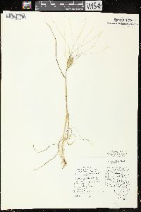 Triticum aestivum image