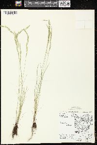 Vulpia octoflora var. glauca image