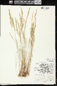 Vulpia octoflora var. glauca image