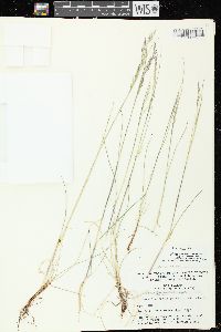 Festuca rubra image