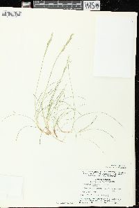 Festuca rubra image