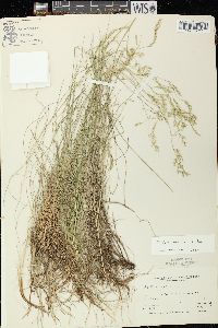 Festuca rubra image