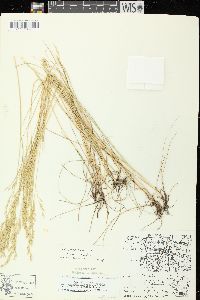 Festuca rubra image