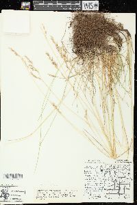 Festuca rubra image