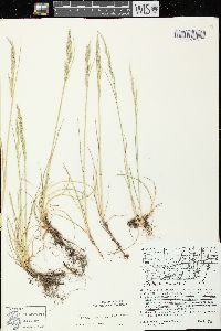 Festuca rubra image