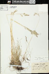 Festuca rubra subsp. rubra image