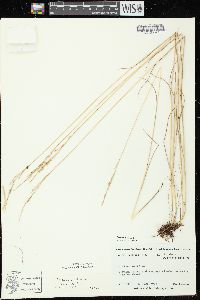 Festuca rubra subsp. rubra image