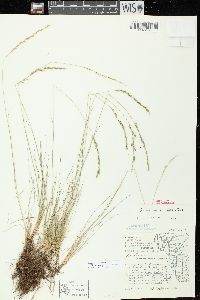 Festuca saximontana image