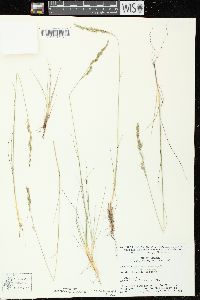 Festuca saximontana image