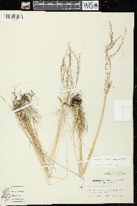 Festuca saximontana image