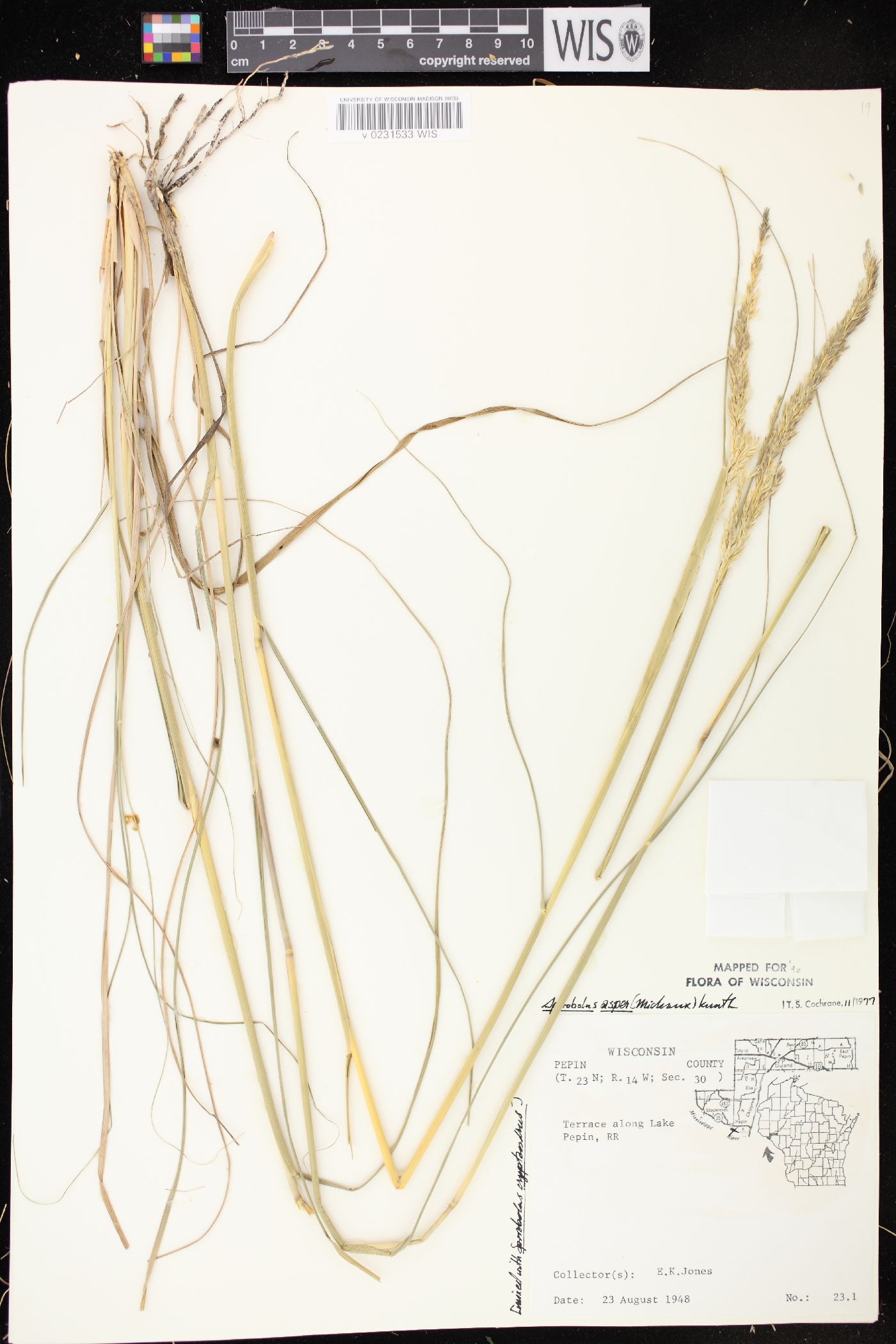 Sporobolus compositus var. compositus image