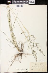 Sporobolus cryptandrus var. cryptandrus image