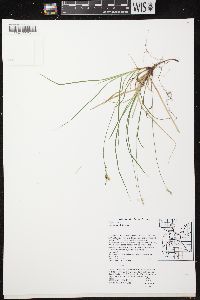 Carex peckii image