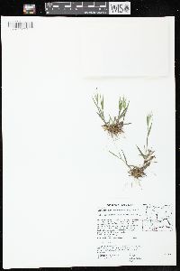 Dichanthelium acuminatum subsp. columbianum image