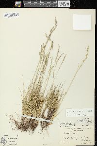 Festuca saximontana image