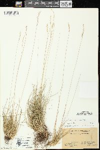 Festuca saximontana image