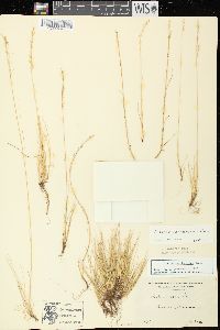 Festuca saximontana image