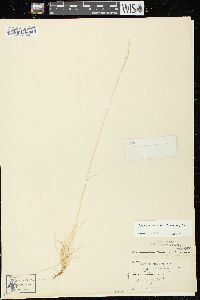 Festuca saximontana image