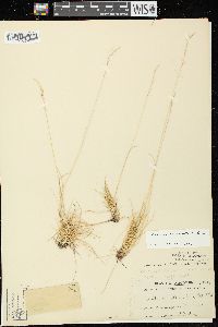 Festuca saximontana image