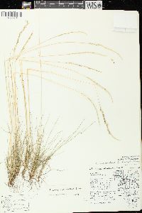 Festuca saximontana image