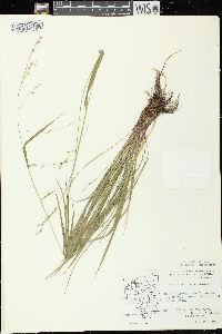 Festuca subverticillata image