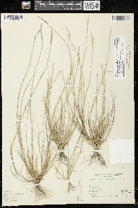 Sporobolus vaginiflorus var. vaginiflorus image