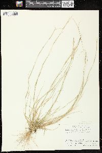 Sporobolus vaginiflorus var. vaginiflorus image