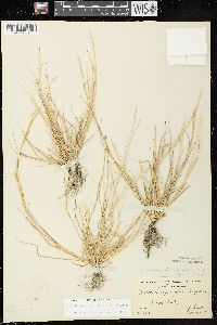 Sporobolus vaginiflorus var. vaginiflorus image