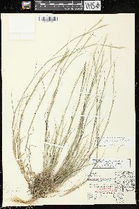 Sporobolus vaginiflorus var. vaginiflorus image