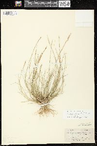 Sporobolus vaginiflorus var. vaginiflorus image