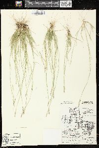 Sporobolus vaginiflorus var. vaginiflorus image