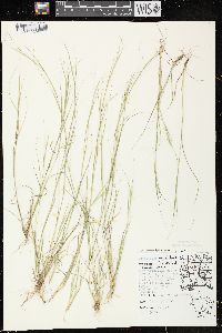 Sporobolus vaginiflorus var. vaginiflorus image