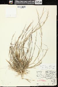 Sporobolus vaginiflorus var. vaginiflorus image