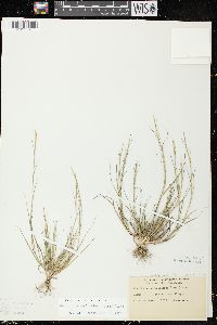 Sporobolus vaginiflorus var. vaginiflorus image