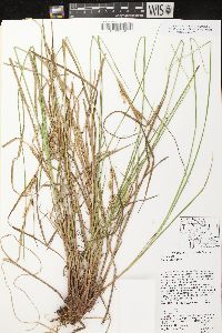 Carex vesicaria image