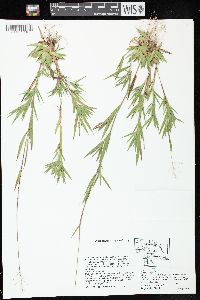 Dichanthelium acuminatum subsp. implicatum image