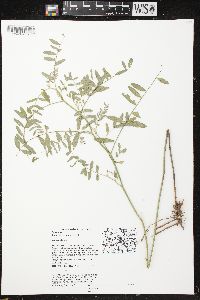 Astragalus canadensis var. canadensis image