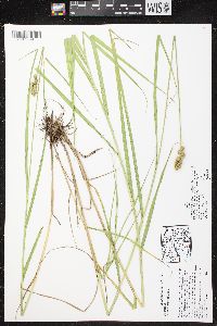 Carex cristatella image