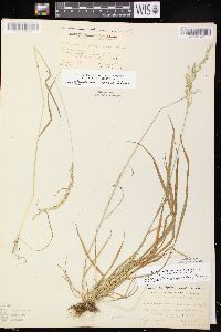 Sphenopholis intermedia image