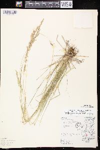 Sphenopholis intermedia image