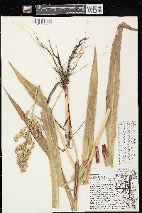 Sorghum bicolor subsp. bicolor image