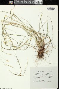 Festuca subverticillata image