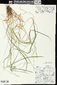 Festuca subverticillata image