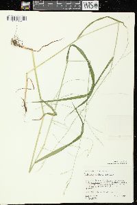 Festuca subverticillata image