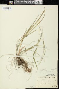 Festuca subverticillata image